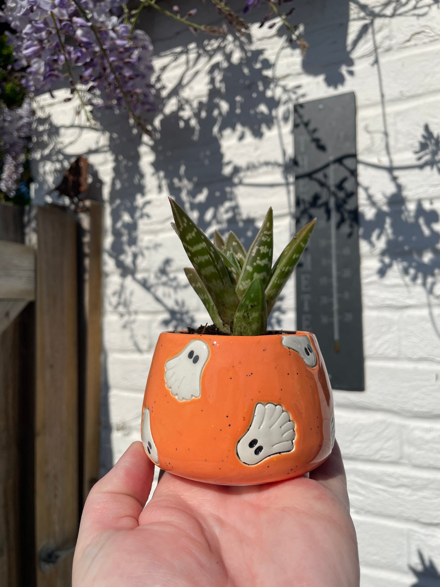 Speckled Orange - Ghost Plant Pot