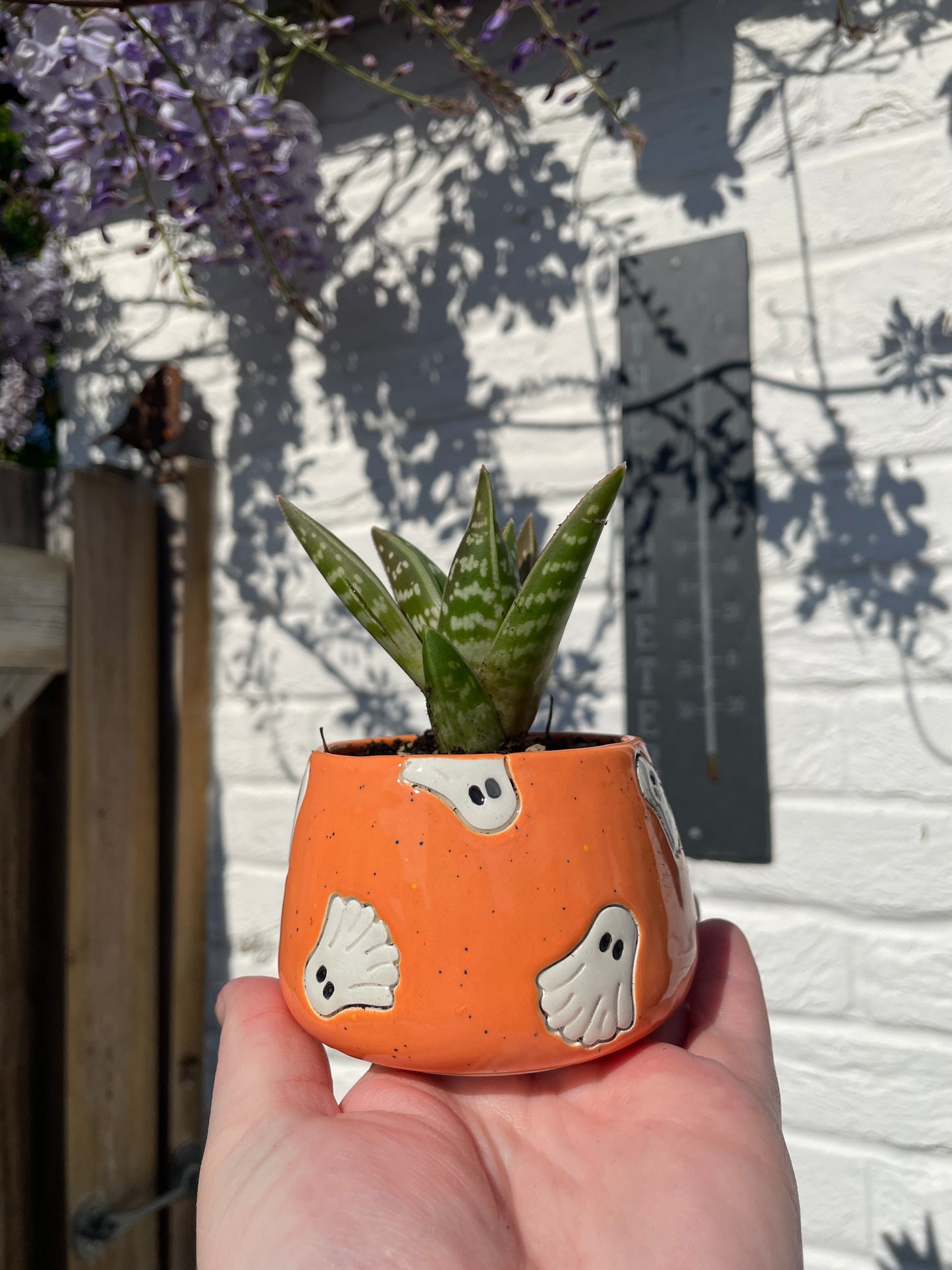 Speckled Orange - Ghost Plant Pot