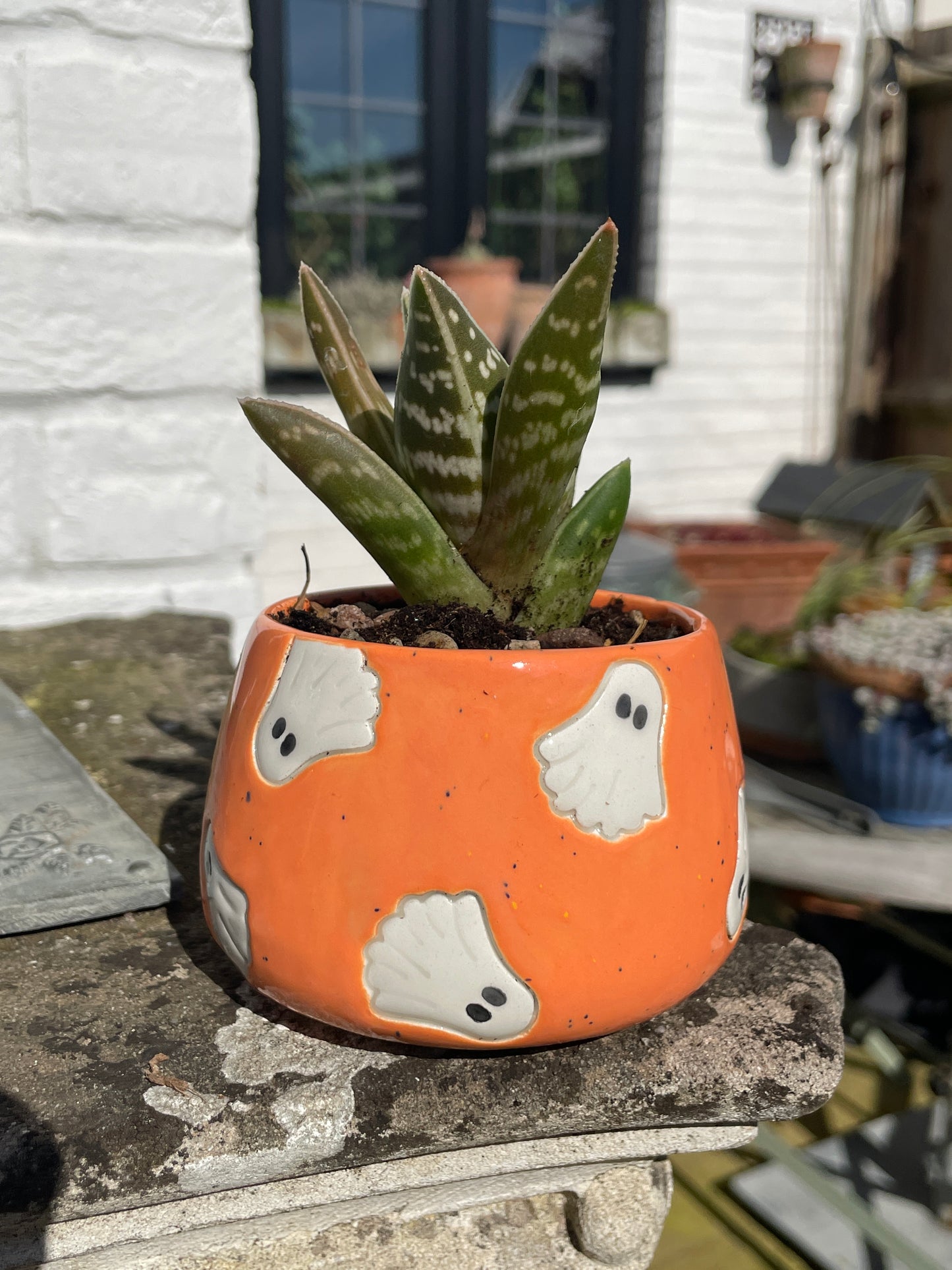 Speckled Orange - Ghost Plant Pot